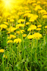 Yellow dandelions