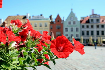 Fototapeta na wymiar czerwone kwiaty i głównym placu miasta