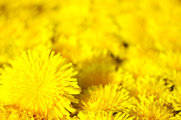 yellow dandelion