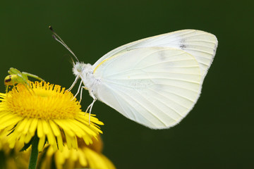 white crataegi