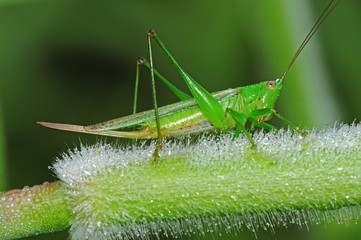 green grasshopper and dew