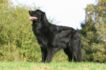 hovawart noir immobile tirant la langue &agrave; la campagne