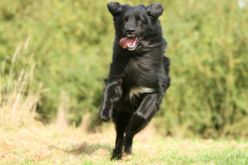 Fototapeta premium hovawart noir courant de face