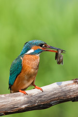 Kingfisher with small eel