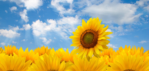 sunflowers and blue sun sky