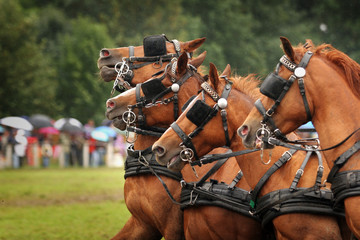 fuchs quartet © Ka-Zu-Mi