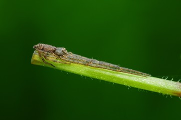 crab spider in the parks