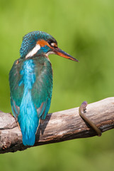Kingfisher with prey