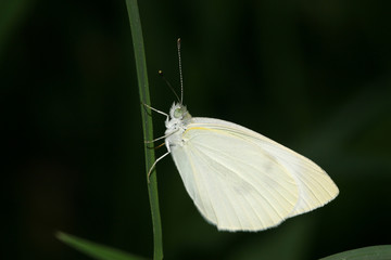 white crataegi