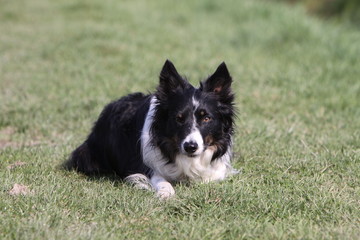 Border Collie