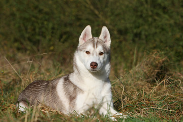 bel husky sibérien couché se redressant de face