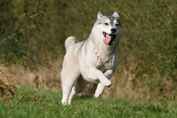 heureux husky sibérien courant en tirant la langue