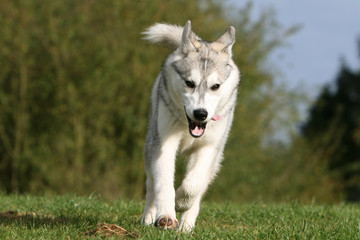 husky sibérien en mouvement de face