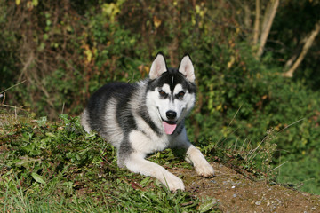 husky noir et blanc couché tirant la langue