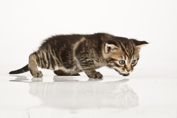 kitten