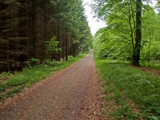 Naklejka premium Footpath in a forest