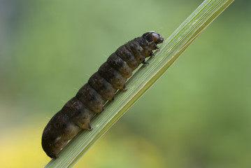 Raupe einer Wintereule