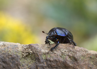 Mistkäfer II