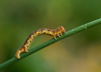 Raupe eines Spanners