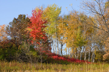 Fototapeta premium Autumn Color Melts into the Ground