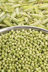 junge Erbsen direkt nach der Ernte geschaelt