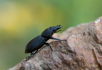Balkenschröter