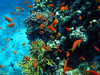Fototapeta na wymiar Ryby na koralowej ludny