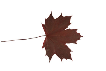 red maple (malus domestica) leaf isolated