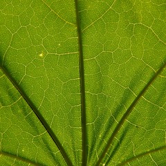blatt, struktur, ahorn