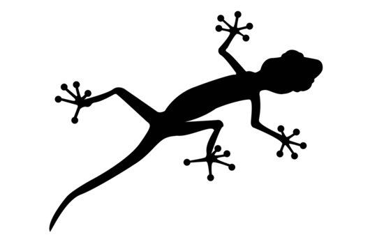 black silhouette of gecko