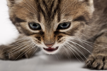 kitten