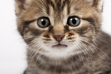 Fototapeta premium kitten