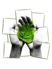 photo collage.green leaf in human hands