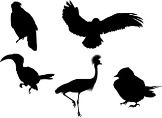 BIRDS SILHOUETTE