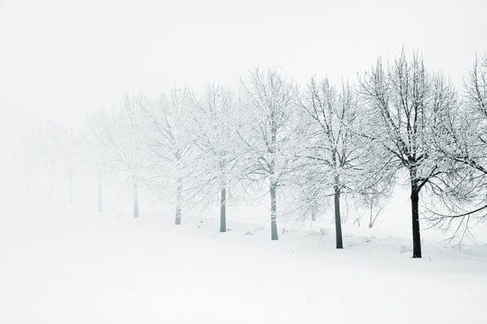 Baumreihe im Winter, Nebel