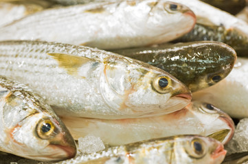 fresh fishes