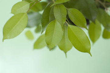 green leaves on light green background