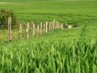 Clôture en bordure de prairie et champ de blé