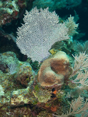 Sea Fans