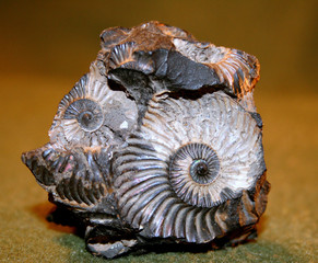 odcisk muszli