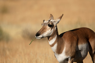 Young Pronghorn Antelope in Yellowstone National park
