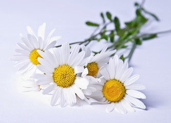 Margeriten