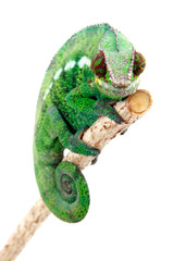 Caméléon sur fond blanc