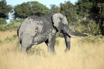 Bull elephant after mud bath