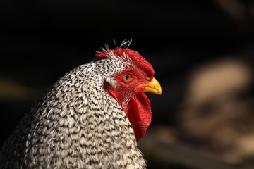 Huhn