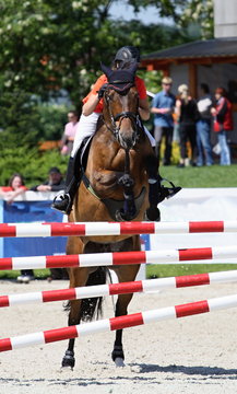 Parkur horse jumping