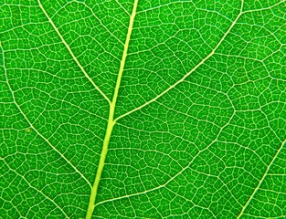 Leaf surface