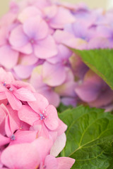 Hydrangea flower closeup