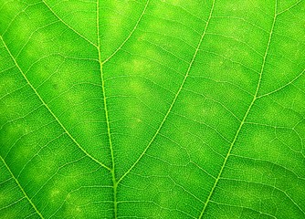Green leaf