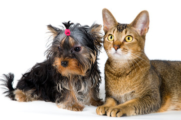 Puppy and cat in studio